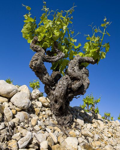 Vielles vignes à Rasteau