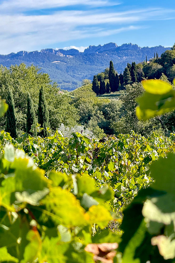 Paysage de Provence à Rasteau dans le Vaucluse